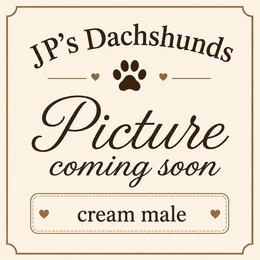 AKC Cream Male - Cream male Dachshund puppy in Sumrall, Mississippi from JP’s Dachshunds