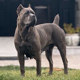 Athena - Cane Corso