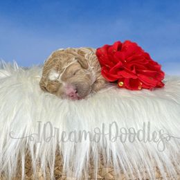 Finch - Cream Goldendoodle puppy in La Belle, Missouri from I Dream of Doodles
