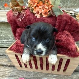 Ash - Black and white male Siberian Husky puppy in Ravena, New York from Osiris’s Siberians & Pomskies