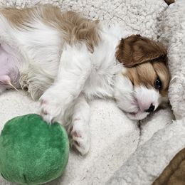 Levi - 2nd born - Cavalier King Charles Spaniel puppy in Indiana from Roselily Cavaliers