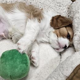 Levi - 2nd born - Cavalier King Charles Spaniel puppy in Indiana from Roselily Cavaliers