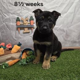 Sven - Black and tan male German Shepherd puppy in Linden, Pennsylvania from Legacy Lane Kennels