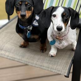 Dachshund Puppies from Carter's Kennels