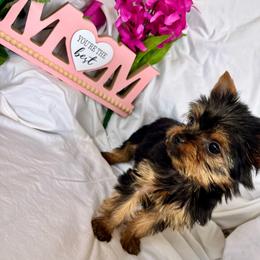 Maserati - Black and tan female Yorkshire Terrier puppy in Riverside, California from Empire Yorkies