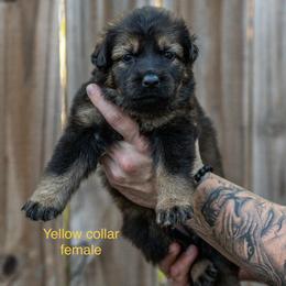 Yellow Collar Girl - Sable female German Shepherd puppy in Universal City, Texas from Jaxinhaus German Shepherds