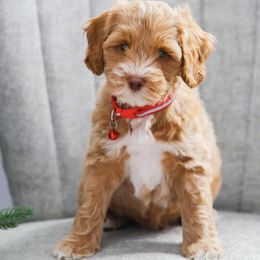 Mercury - Caramel male Australian Labradoodle puppy in Diamond Bar, California from Furrytaildoodles