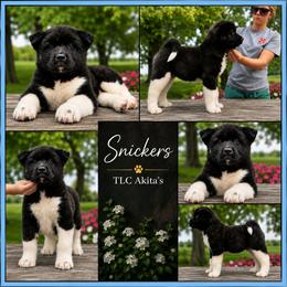 Snickers - Black brindle male Akita puppy in Chillicothe, Missouri from TLC Akitas