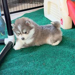Deja's girl3 - Blue female Pomsky puppy in Enid, Oklahoma from Mile Hi Pomskies