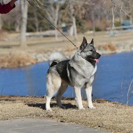 Norwegian Elkhound All Grown Up from Aspen Norwegian Elkhounds