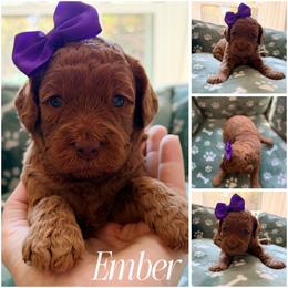 Ember - Caramel red female Australian Labradoodle puppy in Summerfield, North Carolina from Four Oaks Labradoodles