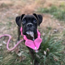 Boxer Puppies from Winchester Boxers