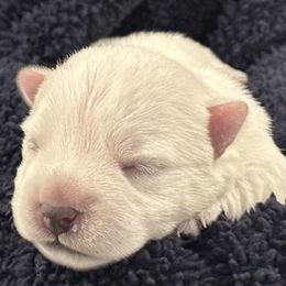 Jingle Bell - White female West Highland White Terrier puppy in Roper, North Carolina from SoundHaven Westies