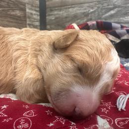 Betsy - Red female Bernedoodle puppy in Camden, Michigan from FurEver Friends Finder