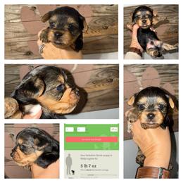 Teddy Bear - Black and gold male Yorkshire Terrier puppy in Cleveland, Tennessee from Moody’s Morkies and More