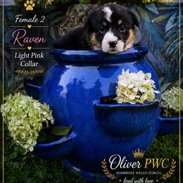 Girl 2 - Black and tan female Pembroke Welsh Corgi puppy in Chesterton, Indiana from Oliver Pembroke Welsh Corgis