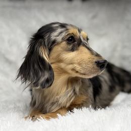 Koda - Dapple female Dachshund puppy in Goodyear, Arizona from D&C Royal Dachshunds LLC