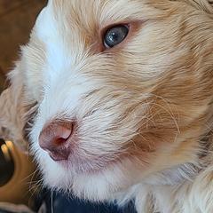Bernedoodle and Double Doodle Puppies from Cloud Nine Doodles