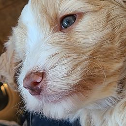 Bernedoodle and Double Doodle Puppies from Cloud Nine Doodles