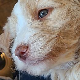 Bernedoodle and Double Doodle Puppies from Cloud Nine Doodles
