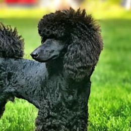 Poodles from BryMar Poodles, Chinese Crested & Russian Toys