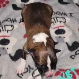 Boy 4 - male English Shepherd puppy in Columbia, Connecticut from Tranquil Morning Farm