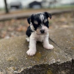Prancer - Black & tan tri-color male Morkie puppy in Oakland, Kentucky from Imperial Dogs