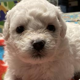Puppy - White female Bichon Frise puppy in Greenville, South Carolina from Almaza Bichons