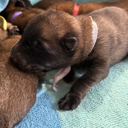 White collar - Mahogany male Belgian Malinois puppy in Denver, Colorado from Morales Kennels