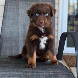 Grinch - Red tri-color male Australian Shepherd puppy in Tyner, Kentucky from Lil’ Town Aussies