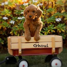 Ghoul - Red  male Goldendoodle puppy in Mendon, Massachusetts from Comfort & Cuddle Co