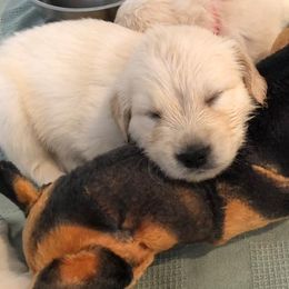 Goldendoodle, Golden Retriever, and Poodle Puppies from Farmstead 51