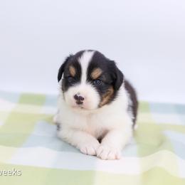 Midnight - Black tri-color male Australian Shepherd puppy in Lakewood, California from Cloud Nine Kennel