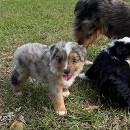 Sparkles - Blue merle male Miniature Australian Shepherd puppy in Eufaula, Alabama from Dream Ranch Mini Aussies