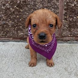 Purple Girl - Yellow female Labrador Retriever puppy in Potosi, Wisconsin from Point and Flush Gun Dogs