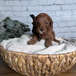 Boy 2 Pick- Med. Goldendoodle - Red  male Goldendoodle puppy in Piedmont, South Carolina from The Farm at Saluda Ridge