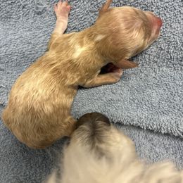 Girl 3 - Red  female Poodle puppy in Bellwood, Nebraska from Sunflower Poodles