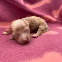 Reba - Red female Aussiedoodle puppy in Hickory Grove, South Carolina from Oopsie Doodles
