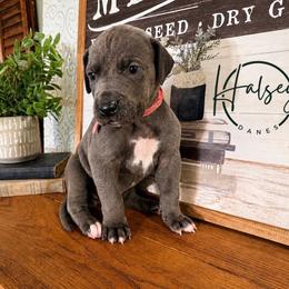 Abilene - Blue female Great Dane puppy in Carencro, Louisiana from Halsey Danes