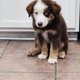 Austin - Red Miniature Australian Shepherd puppy in San Antonio, Texas from Denali Mini Aussies