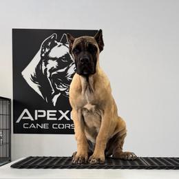 Fawn 2 - Fawn female Cane Corso puppy in Cashion, Oklahoma from APEXOK Cane Corsos
