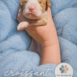 Croissant - male Australian Mountain Doodle puppy in Grand Rapids, Michigan from The Kindred K9