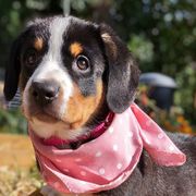 Entlebucher Mountain Dogs from Feather Farm's Entles