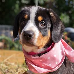 Entlebucher Mountain Dogs from Feather Farm's Entles