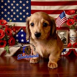 AFDs Benelli - Red male Dachshund puppy in Waverly, Ohio from Always Faithful Dachshunds