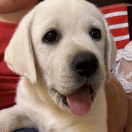 Boy 3 - Yellow male Labrador Retriever puppy in Taylor, Texas from Faithful Labs