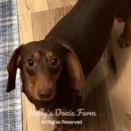 Mousse - Dachshund