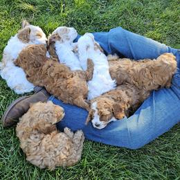 Cavapoo Puppies from North Ranch Doodles
