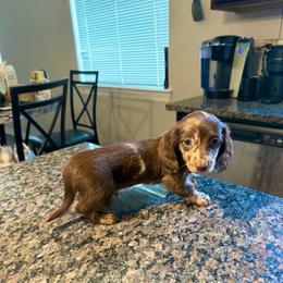 READY NOW - Choc Nonpointed Dapple - Dapple male Dachshund puppy in Horizon City, Texas from Micah's Minis