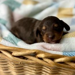Glory - Chocolate and cream female Dachshund puppy in Three Rivers, Michigan from Michiana Dachshunds